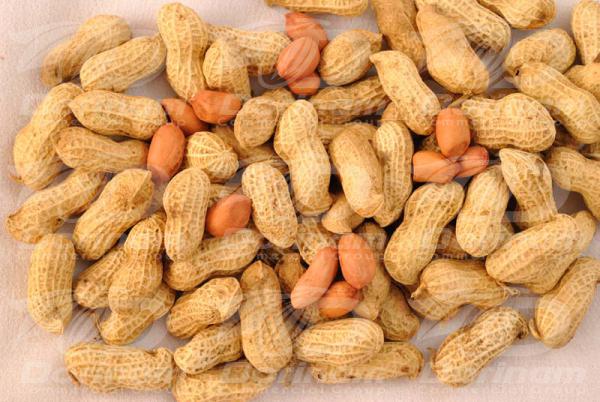 Raw peanut in shell bulk price 