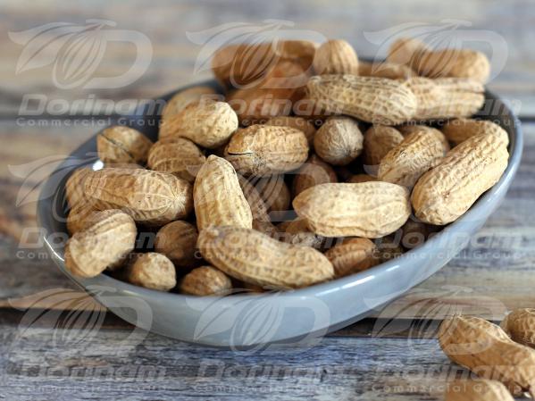 Iran peanut wholesale shopping in 2020
