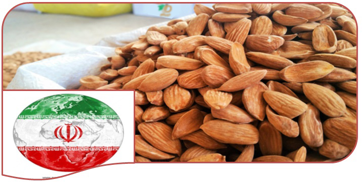 Wholesale purchasing of the best almonds india 