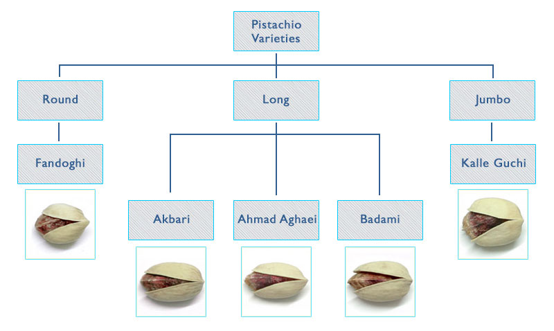 Diagram of pistachio types according to market needs