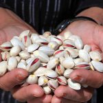 Pistachio sales reference suitable for export