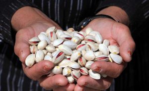 Pistachio sales reference suitable for export