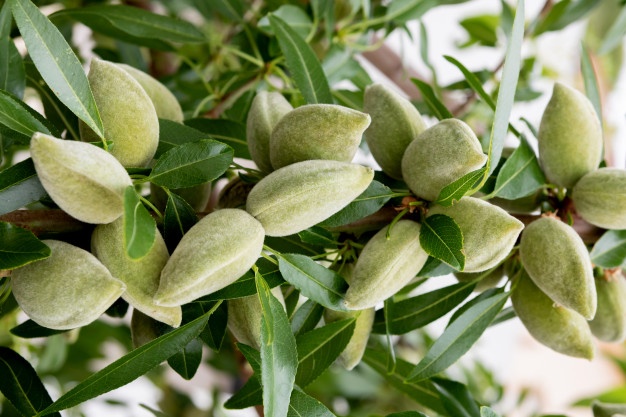 Manufacturer of high quality Mamra almonds in Iran