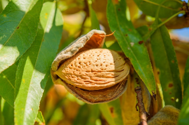 Iranian Organic Almond Tree Price