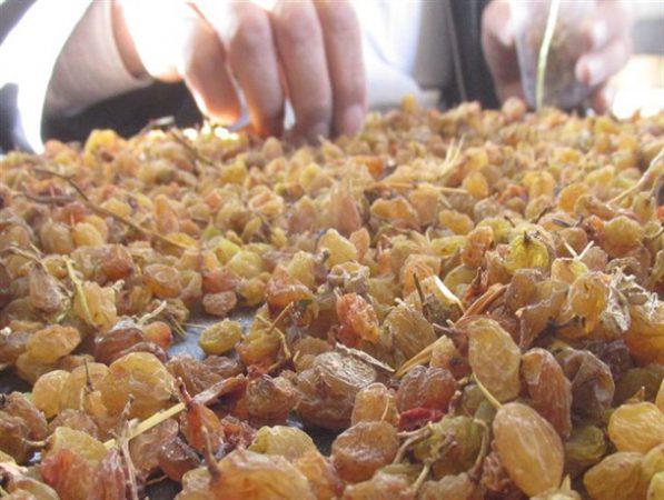Supplier of Iranian raisins - Buy Persian raisins