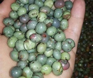 Export of organic mountain pistachios to Europe