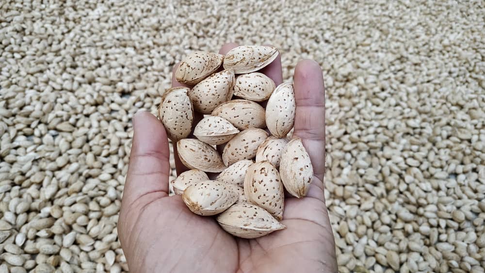 Shahrekord Paper Almond Sales and Export Center