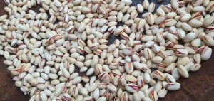 Ahmad Aghaei raw pistachios for export