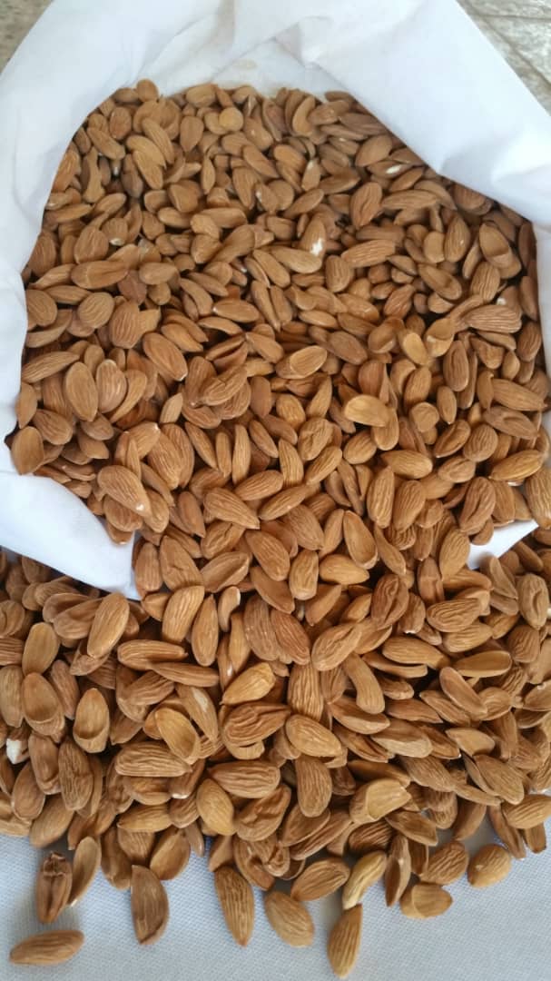 Trade and export of Mamra almond kernels