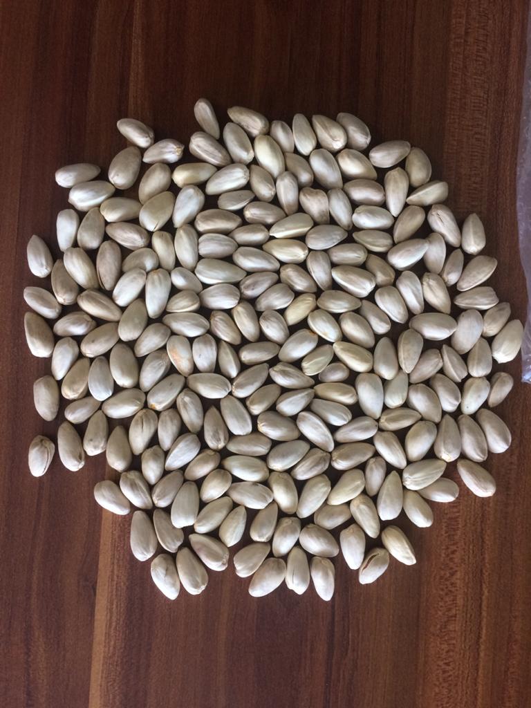 Price of closed mouth pistachios 