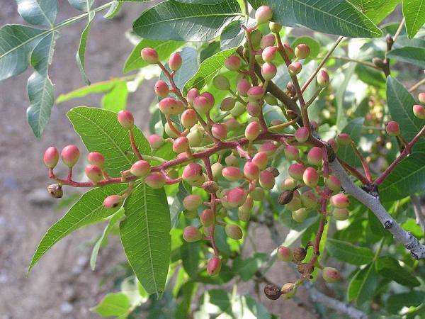 Export of organic mountain pistachios to Europe
