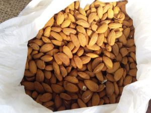Manufacturer of high quality Mamra almonds in Iran