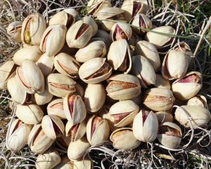 Raw Fandoghi pistachio prices for export