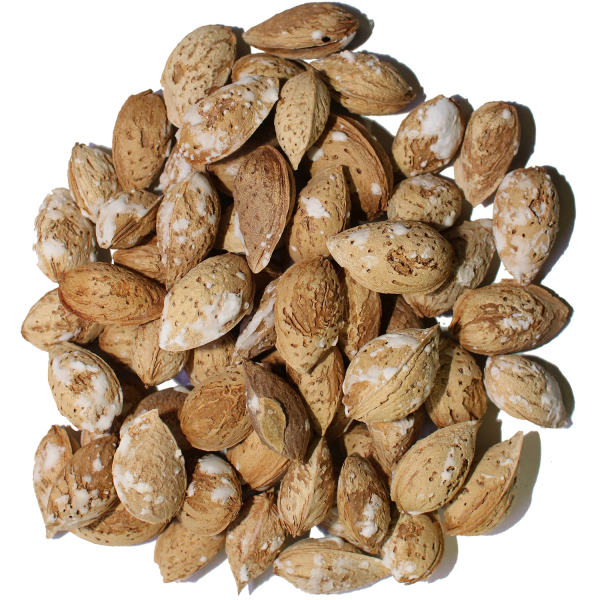 Sale of exportable Moheb almonds