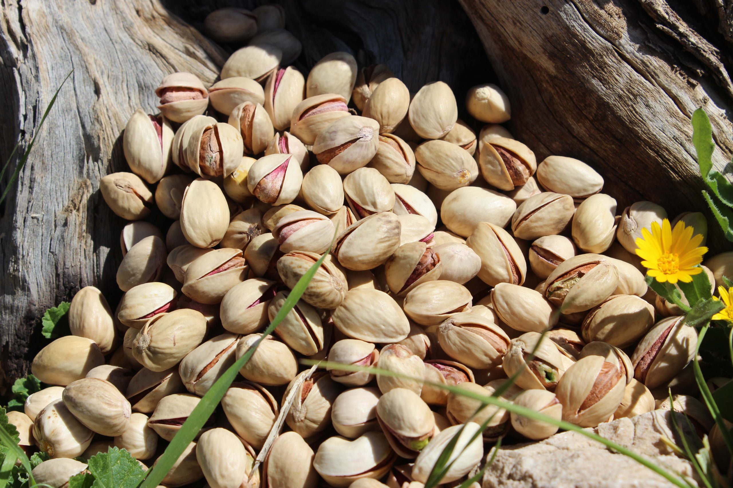Export of Iranian pistachios to Hungary