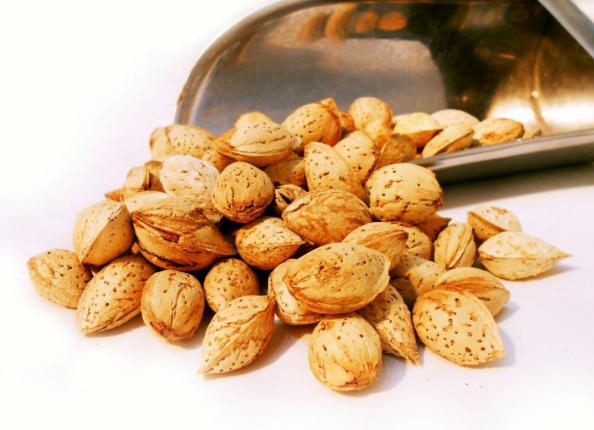 Supply and export of Moheb almonds