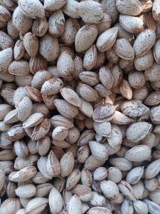 Export of Iranian Moheb almonds to Kuwait