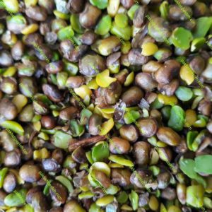 Organic Pistachio Kernels Supplier from Iran