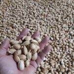 Wholesale of raw Iranian paper almonds