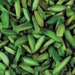 Slivered Pistachio Bulk Purchase for Import/Export _ You can buy all kinds of Iranian quality pistachio slices for export and import in bulk from Nutex dried fruit trade.