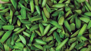 Slivered Pistachio Bulk Purchase for Import/Export _ You can buy all kinds of Iranian quality pistachio slices for export and import in bulk from Nutex dried fruit trade.