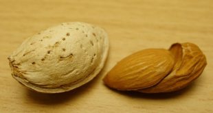 Sale of Iranian Mamra almonds