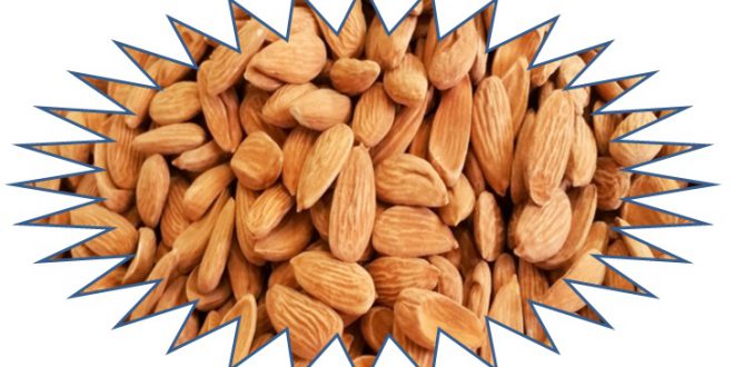 Sale price of mamra almond kernels for export / import