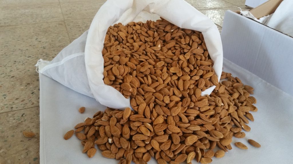 Production of Mamra almond kernel specialty