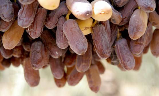 Types of dates in Iran