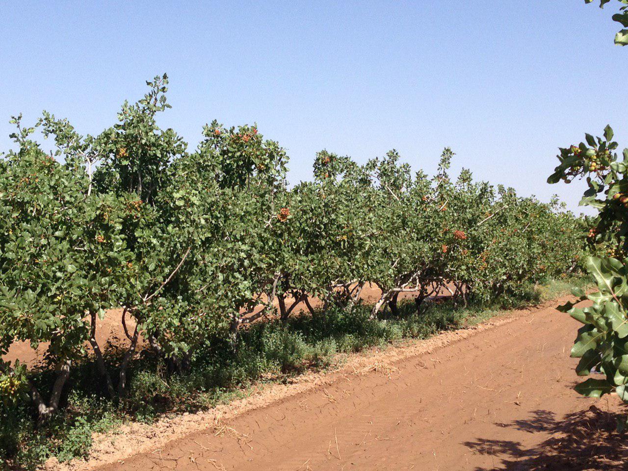 Soil suitable for pistachio cultivation - Scientific article