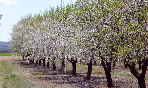 Take care of the almond tree