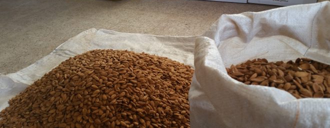 Types of Iranian almond kernels