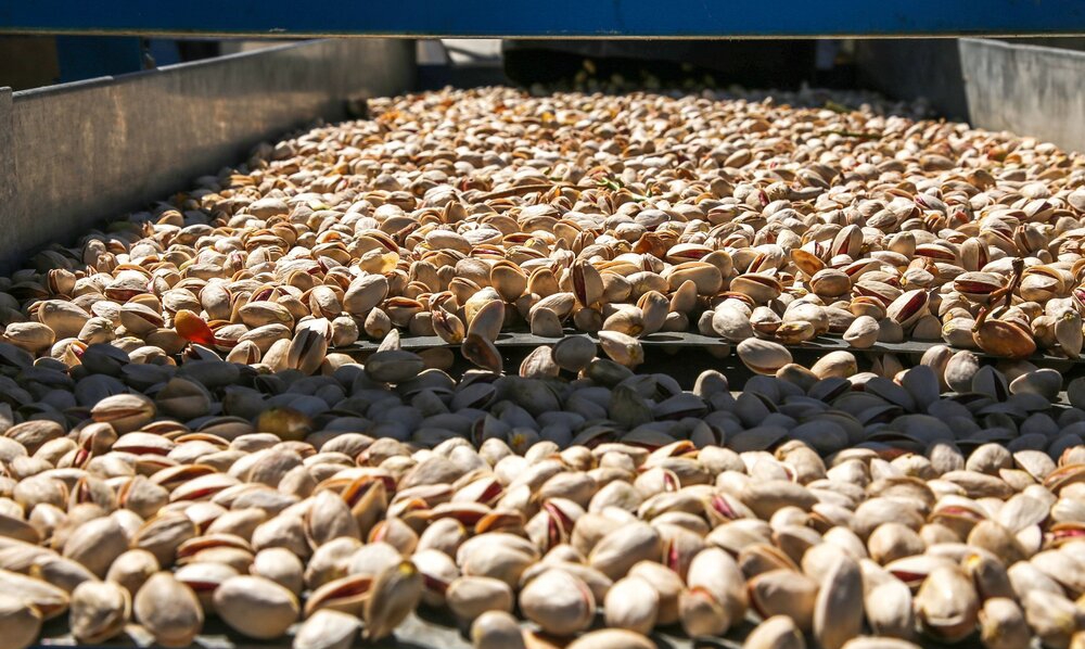 Iranian Export-Oriented Pistachio Nuts Price to Buy in Bulk