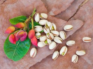 Nutex Pistachio Factory