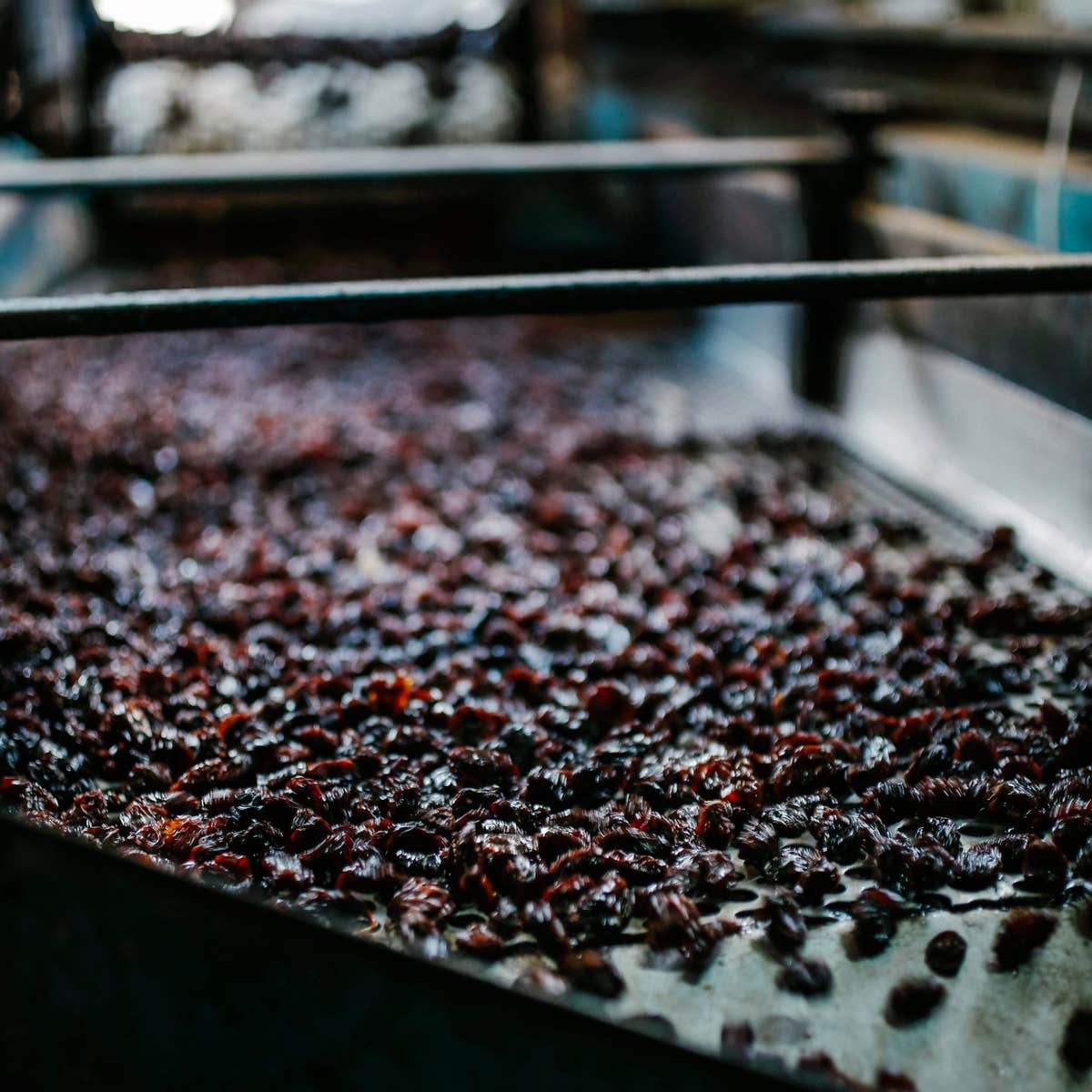 Export of Iranian raisins | Supplier of Iranian raisins
