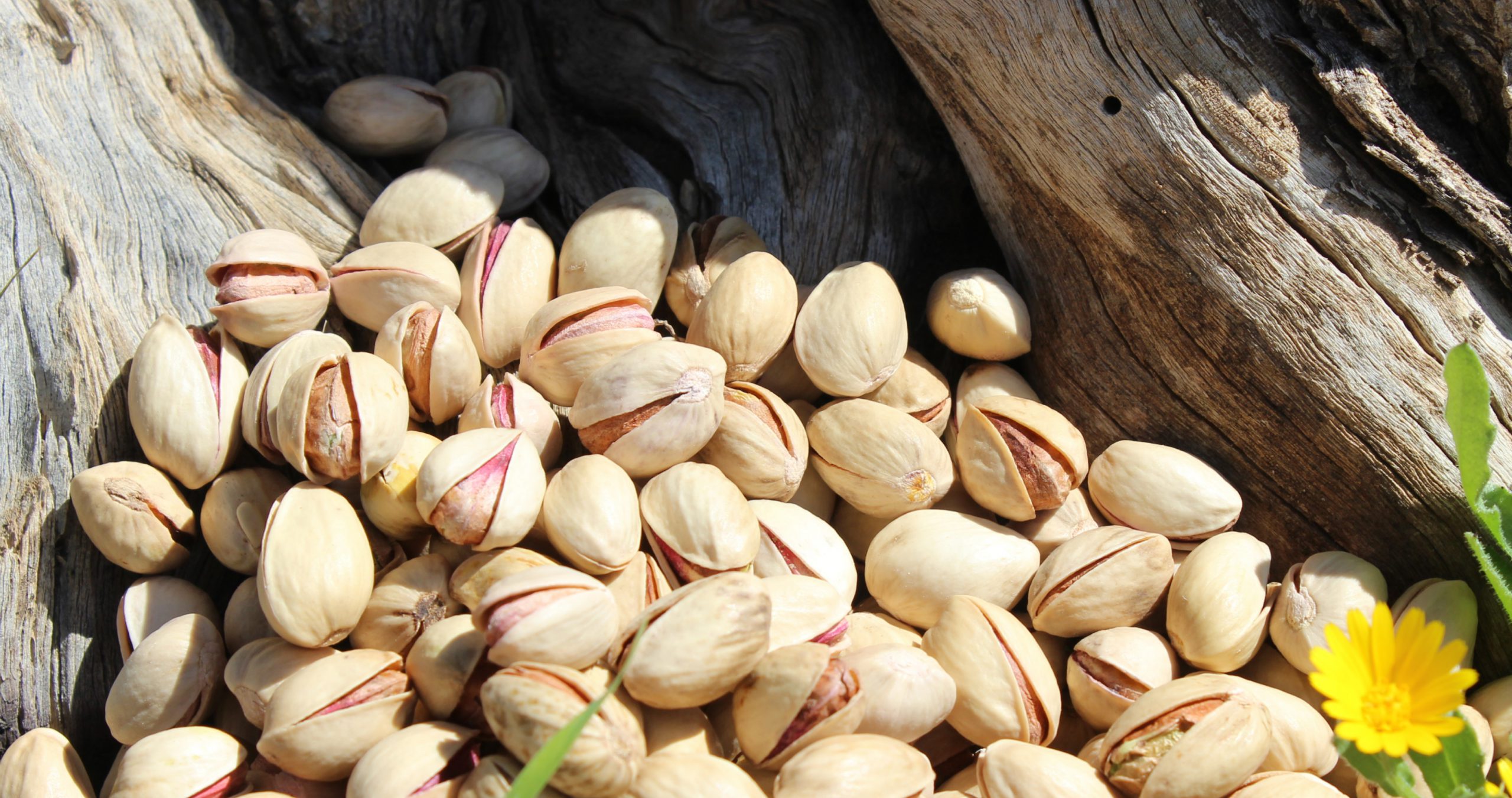 Buy Iranian Fandoghi pistachios at factory price