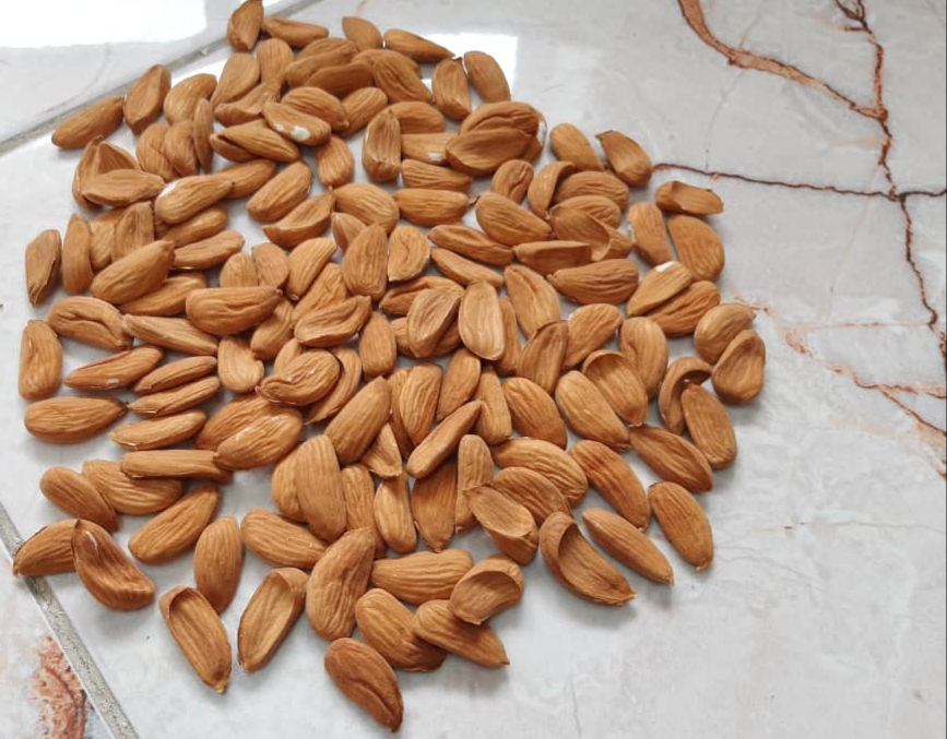 Buy, sell and export Mamra almonds