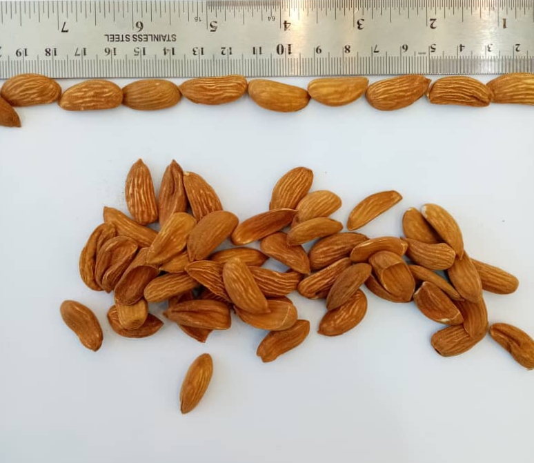 What are the quality characteristics of classy Mamra almonds?