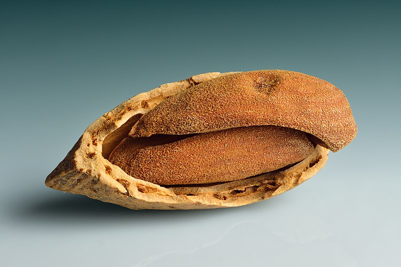 Application of Mamra almond in industry