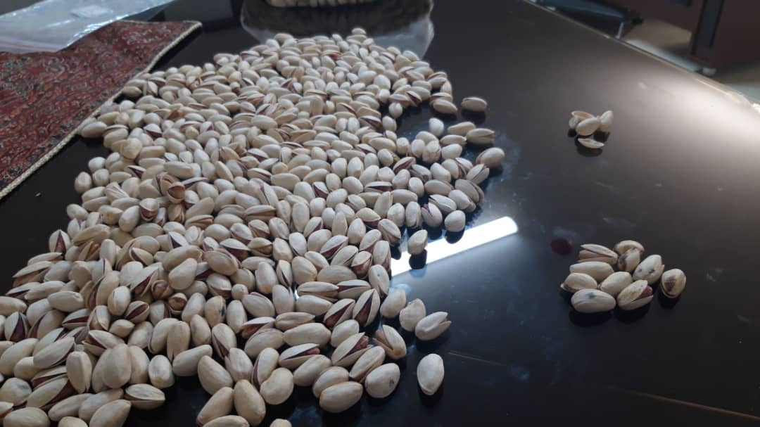 All kinds of pistachios for export to India