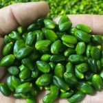 Iranian Green Peeled Pistachio Kernels Export/Import