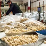Processed pistachio production factory 