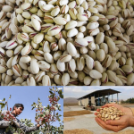 Rafsanjan pistachio prices for export