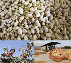 Rafsanjan pistachio prices for export