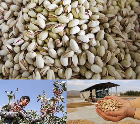Rafsanjan pistachio prices for export