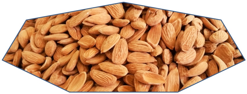 Buy sweet almond kernels of Iranian Mamra