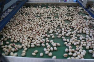 Processed pistachio production factory 
