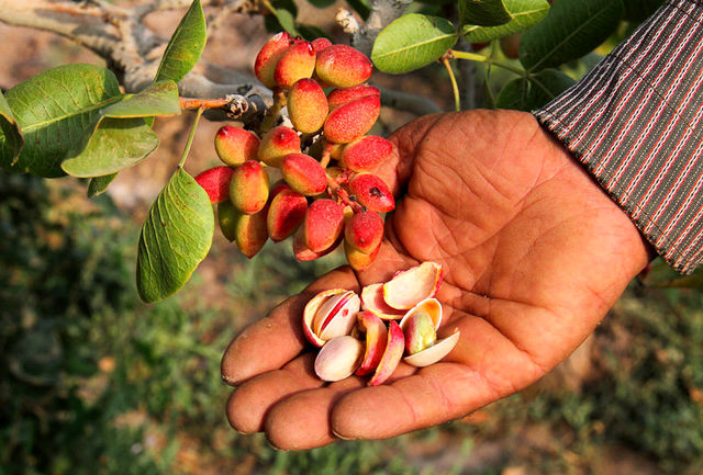 Harvesting pistachios from orchards:
