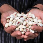 Wholesale Fandoghi pistachios for export/import