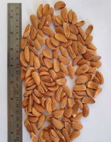 Major supply of Mamra almonds in India